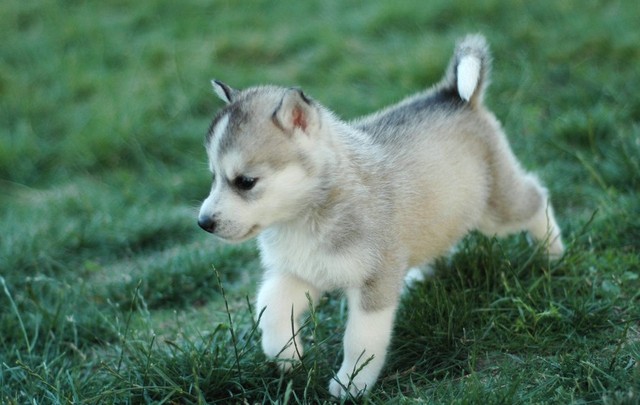 各生肖今天的运势及运程,今年的各个生肖的运势图