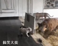 妹子被小龙虾夹,妹子被螃蟹夹了