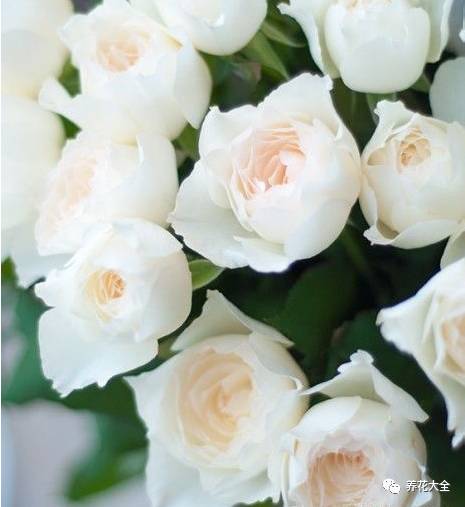 最美的十款月季品种推荐 (十种绝美的月季)