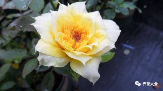 最美的十款月季品种推荐 (十种绝美的月季)