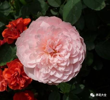 最美的十款月季品种推荐 (十种绝美的月季)