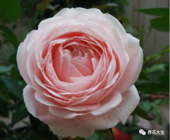 最美的十款月季品种推荐 (十种绝美的月季)