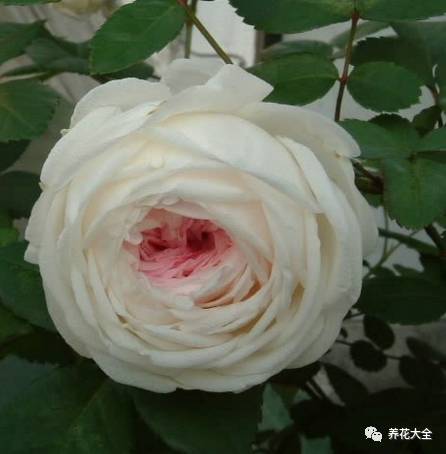 最美的十款月季品种推荐 (十种绝美的月季)