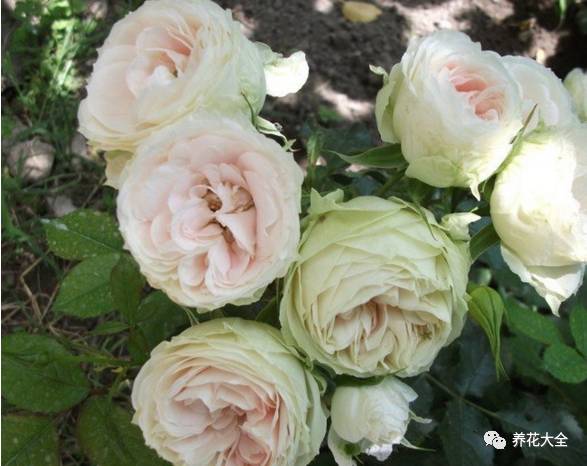 最美的十款月季品种推荐 (十种绝美的月季)