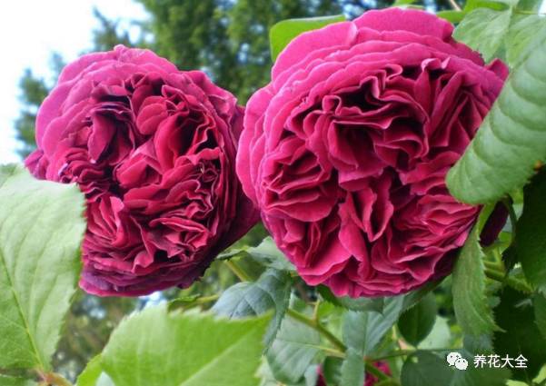 最美的十款月季品种推荐 (十种绝美的月季)