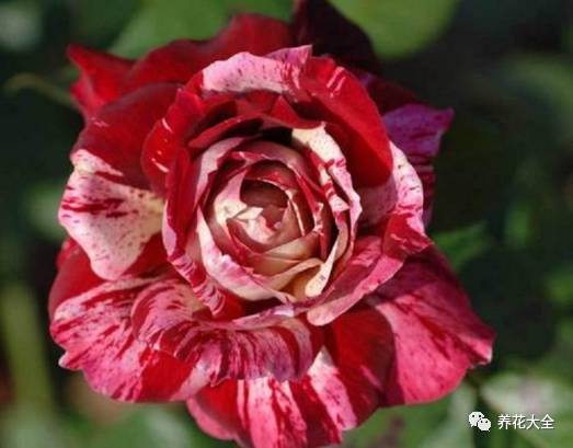 最美的十款月季品种推荐 (十种绝美的月季)