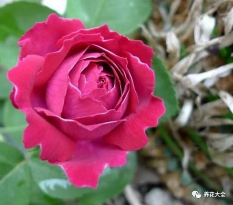 最美的十款月季品种推荐 (十种绝美的月季)