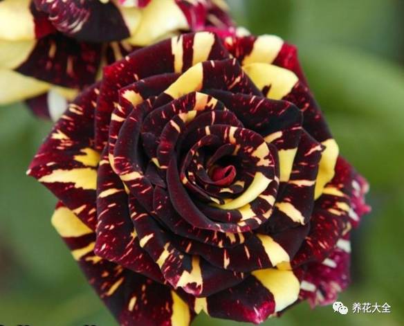 最美的十款月季品种推荐 (十种绝美的月季)