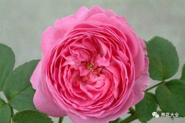 最美的十款月季品种推荐 (十种绝美的月季)