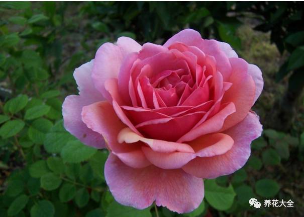 最美的十款月季品种推荐 (十种绝美的月季)