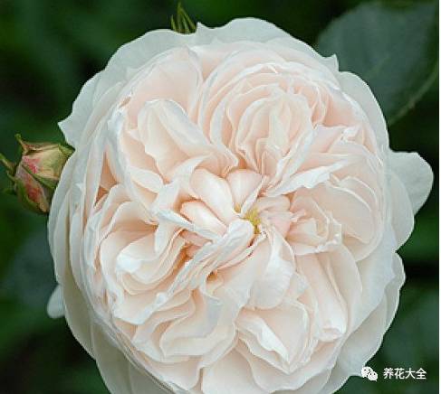 最美的十款月季品种推荐 (十种绝美的月季)