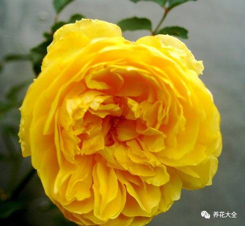 最美的十款月季品种推荐 (十种绝美的月季)