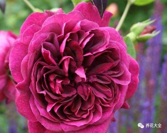 最美的十款月季品种推荐 (十种绝美的月季)