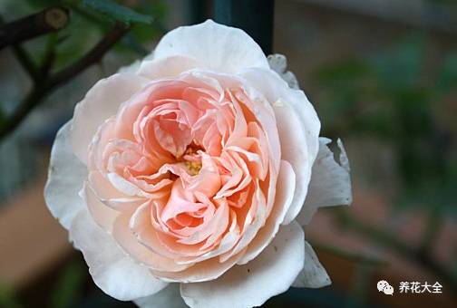 最美的十款月季品种推荐 (十种绝美的月季)