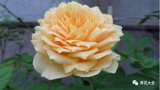 最美的十款月季品种推荐 (十种绝美的月季)