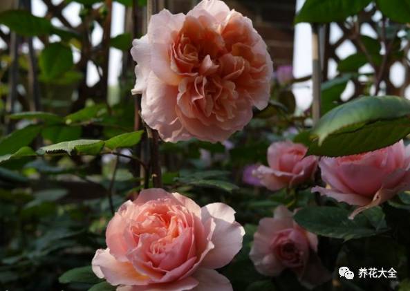 最美的十款月季品种推荐 (十种绝美的月季)