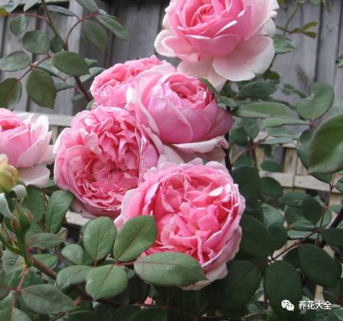 最美的十款月季品种推荐 (十种绝美的月季)