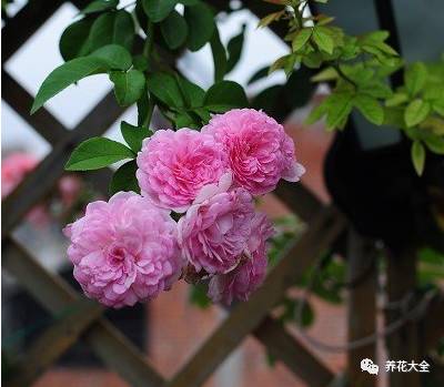 最美的十款月季品种推荐 (十种绝美的月季)