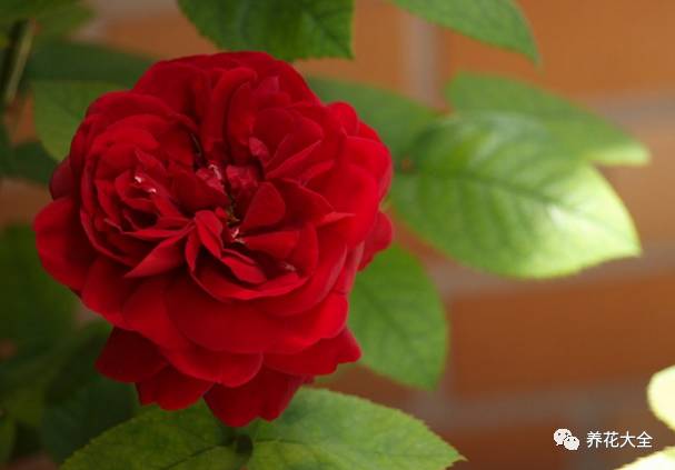 最美的十款月季品种推荐 (十种绝美的月季)