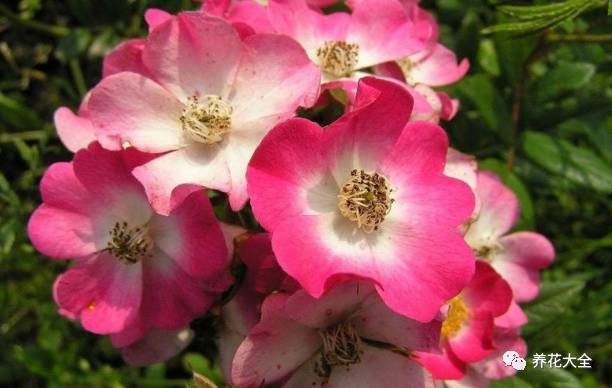 最美的十款月季品种推荐 (十种绝美的月季)