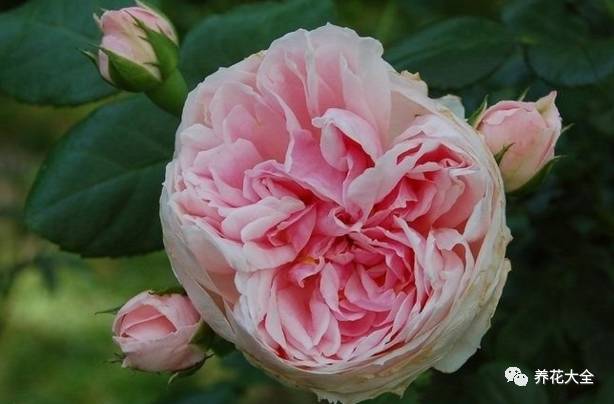 最美的十款月季品种推荐 (十种绝美的月季)