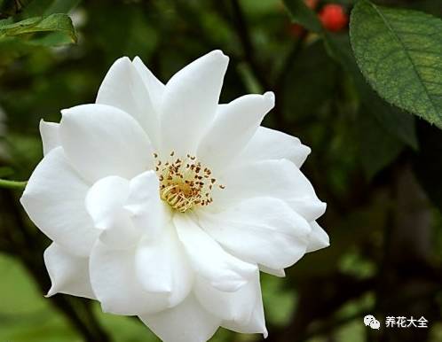 最美的十款月季品种推荐 (十种绝美的月季)