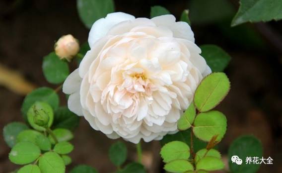 最美的十款月季品种推荐 (十种绝美的月季)