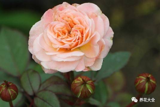 最美的十款月季品种推荐 (十种绝美的月季)