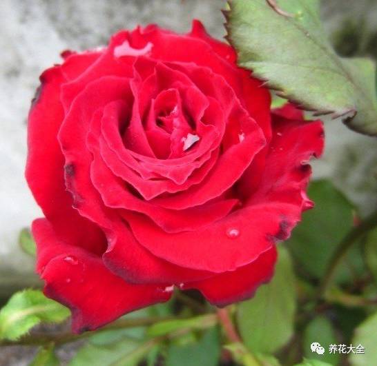 最美的十款月季品种推荐 (十种绝美的月季)