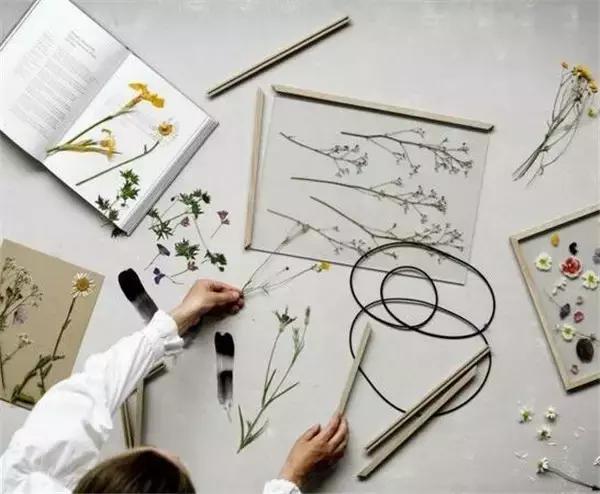 植物标本挂在墙上好看 (植物标本挂墙上)