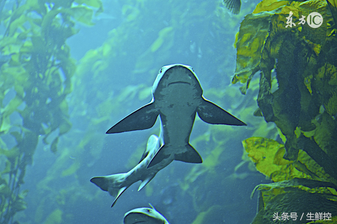 禁止吃鱼翅！告诉你9个关于鲨鱼翅贸易的真相