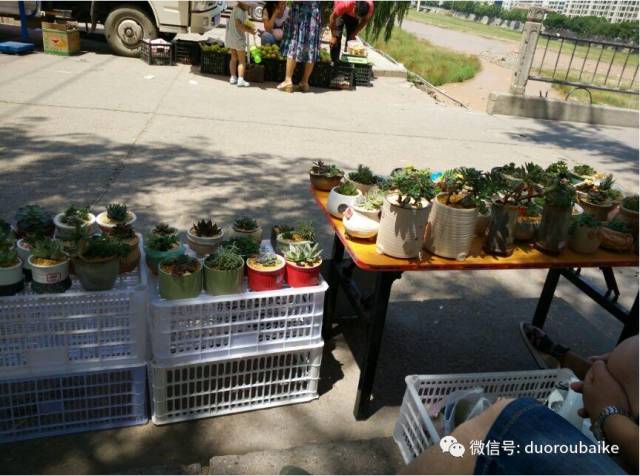 入多肉坑那些年踩过的误区,自从入了多肉坑