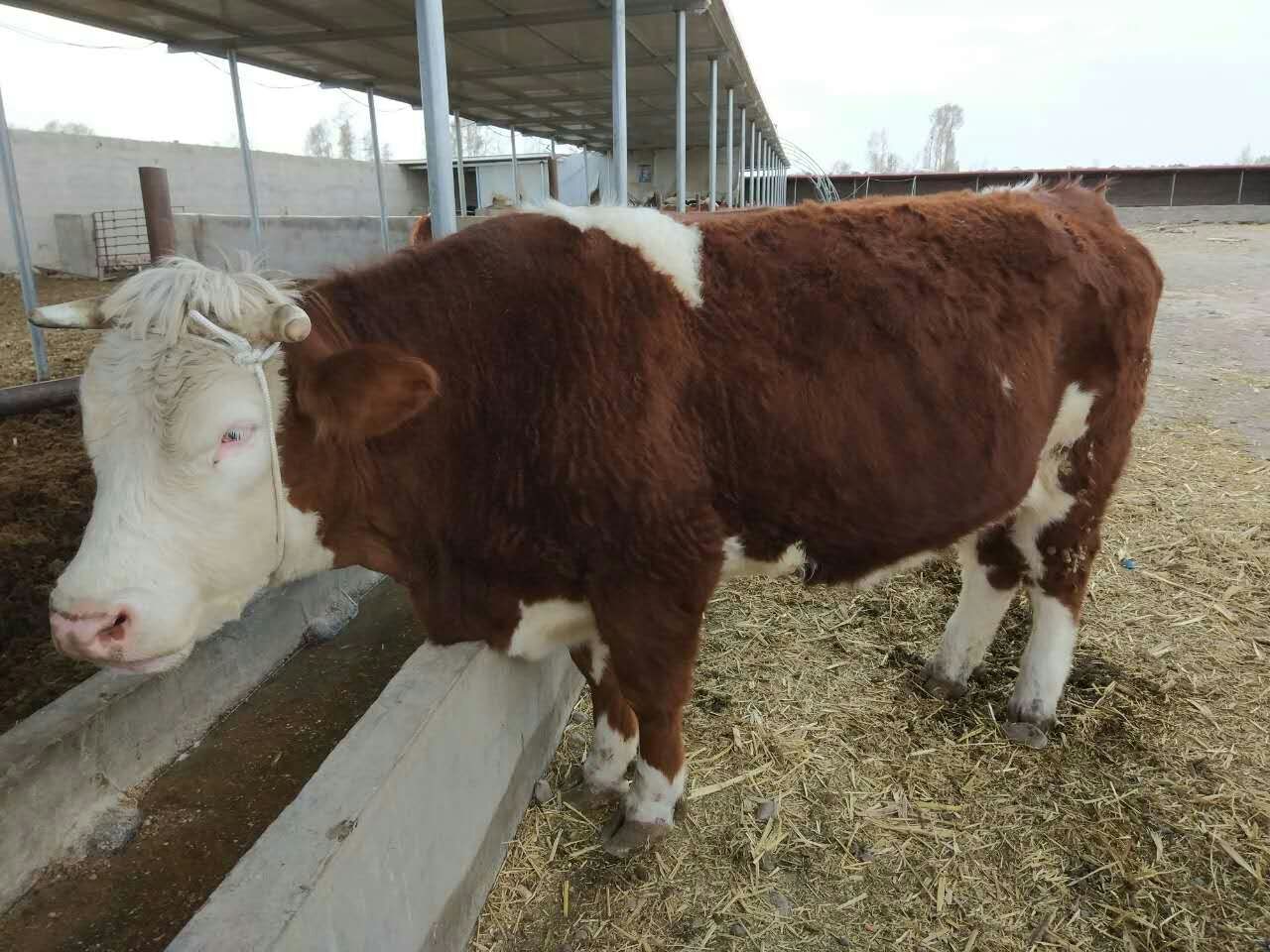 肉牛运输应激综合症,肉牛运输应激