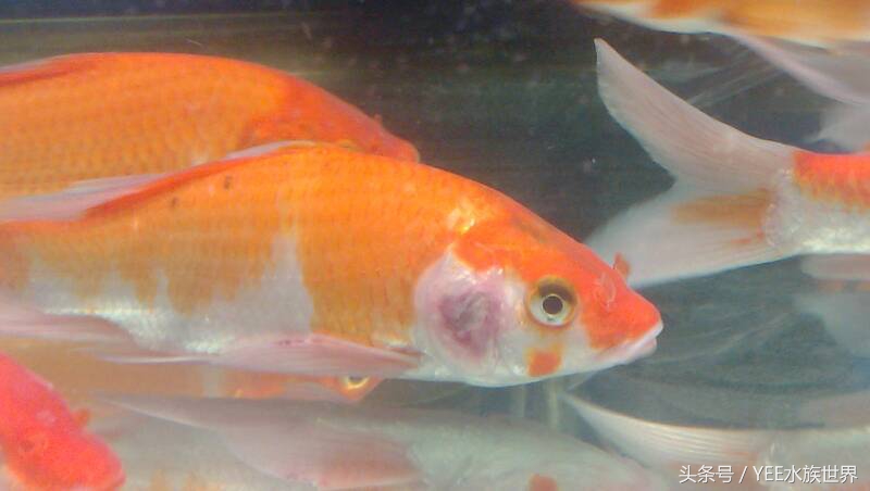 中草药防治鱼病效果好的有哪些,常用药治鱼病