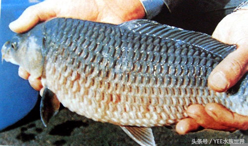 中草药防治鱼病效果好的有哪些,常用药治鱼病