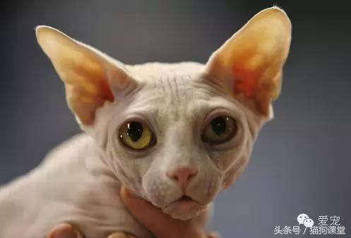 世界名猫排名前十名,世界十大名猫排行榜