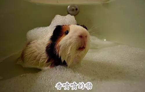 母荷兰猪可以做绝育手术吗,两只不同的荷兰猪可以绝育吗