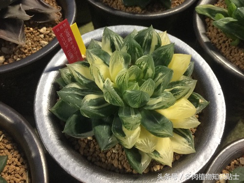 中日韩vs亚洲其他国家,中日韩比拼