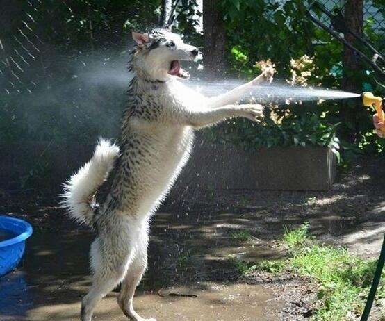 哈士奇两只犯二,哈士奇都住着犯二的灵魂