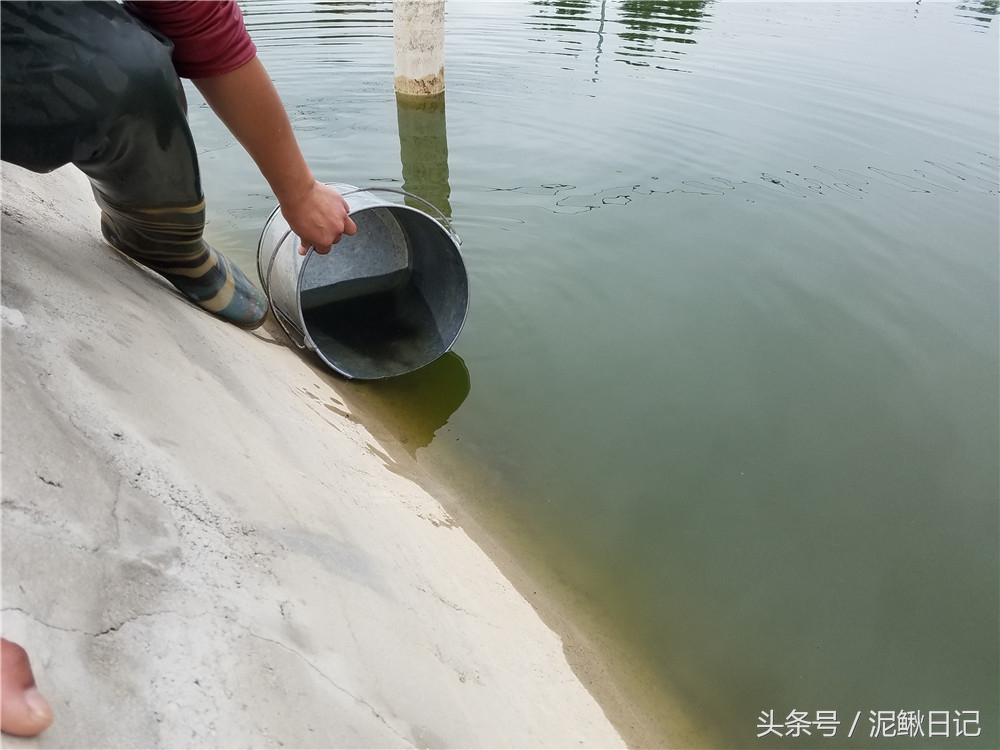 今年泥鳅市场价能卖多少元一斤,泥鳅什么价格行情最好