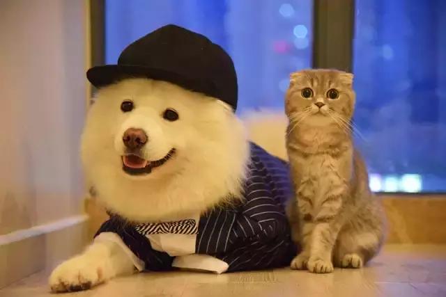 搞人的直播已经腻了,有家直播网站搞起了动物直播