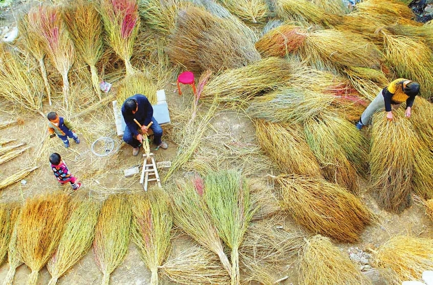 农村能吃的“笤帚”,嫩苗是野味,老来扫净民间万古尘