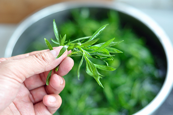 农村能吃的“笤帚”,嫩苗是野味,老来扫净民间万古尘