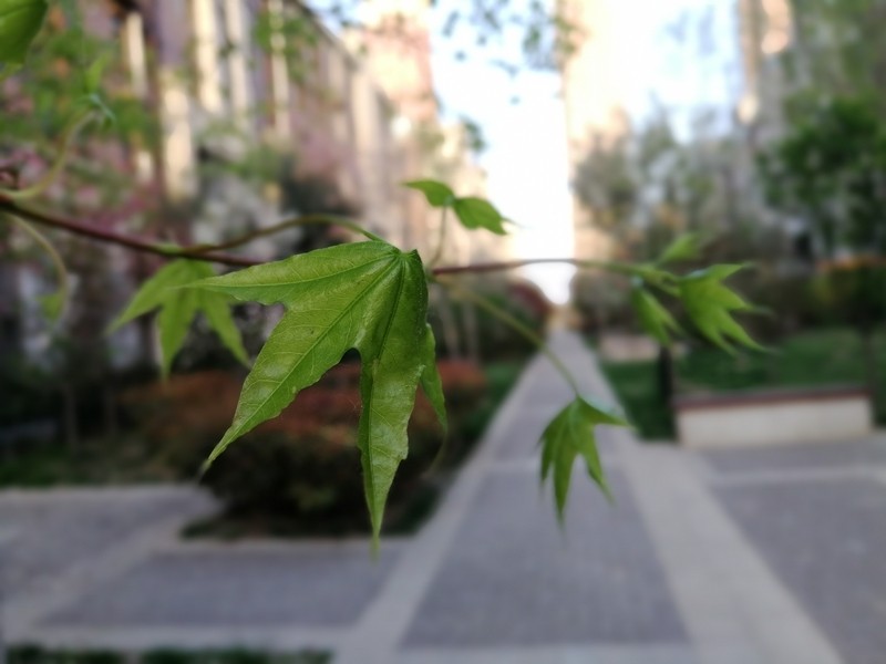 小辣椒a19手机,小辣椒双摄手机怎么样