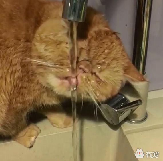 加菲猫被关进猫咪训练营,加菲猫最耻辱的时刻