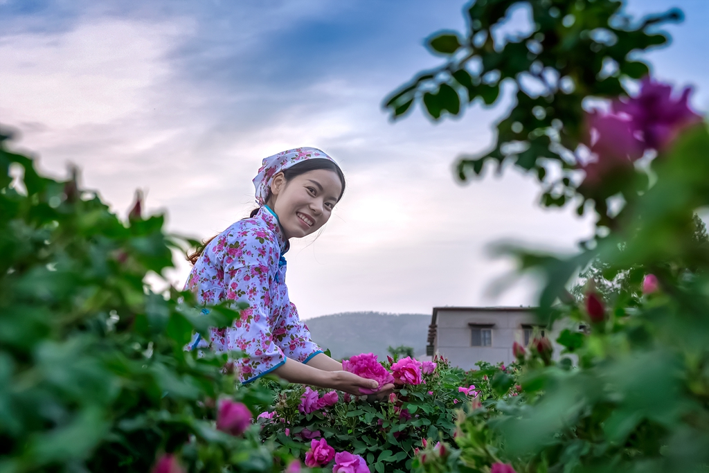循着玫瑰香来到*瑰园玫**