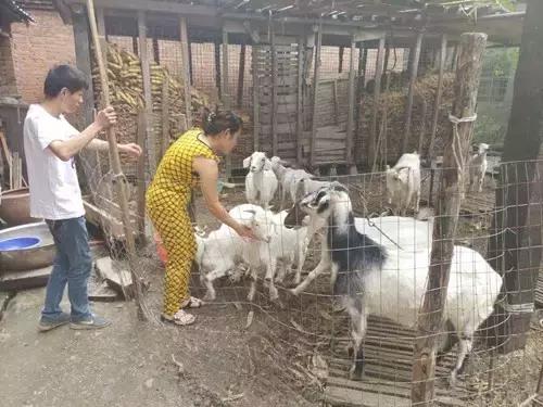 洋媳妇的河南话,洋媳妇中国话