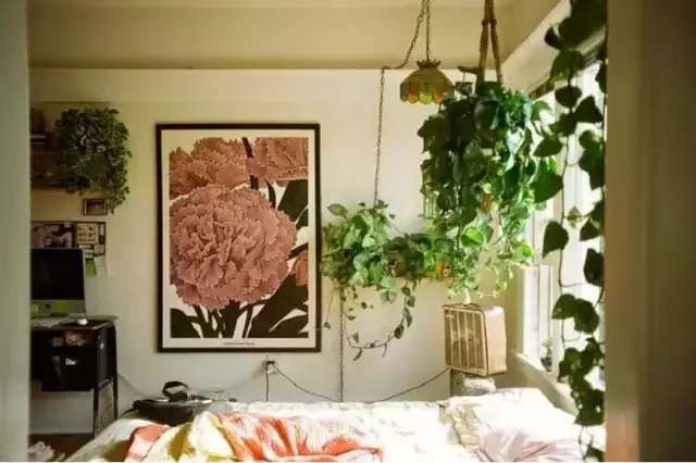 绿萝死了怎么让它活过来,绿萝花怎么养才不会死