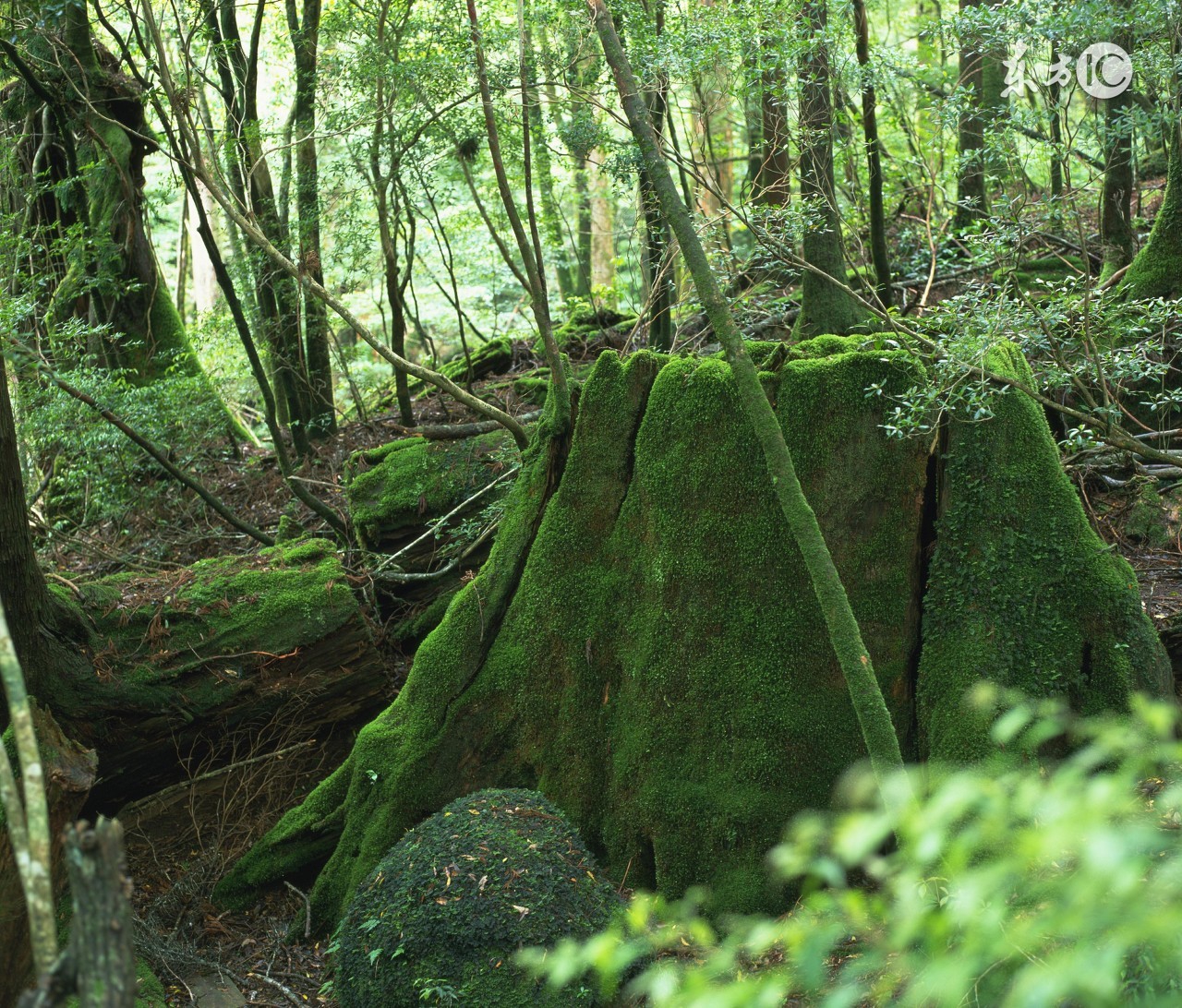 今昔已非昨日意思,今昔亦非昨