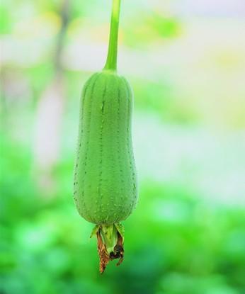 丝瓜水的特点,丝瓜水的药用价值